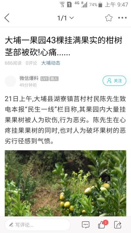大埔网app下载,大埔网安卓版